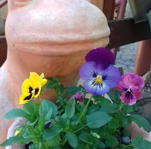 בית אירוח Antidotum